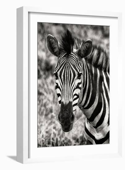 Awesome South Africa Collection B&W - Zebra Portrait-Philippe Hugonnard-Framed Photographic Print