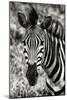 Awesome South Africa Collection B&W - Zebra Portrait-Philippe Hugonnard-Mounted Photographic Print