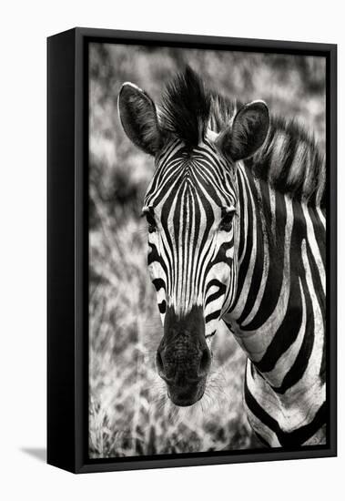 Awesome South Africa Collection B&W - Zebra Portrait-Philippe Hugonnard-Framed Premier Image Canvas