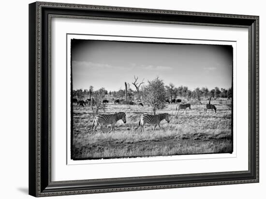 Awesome South Africa Collection B&W - Zebras Herd on Savanna III-Philippe Hugonnard-Framed Photographic Print