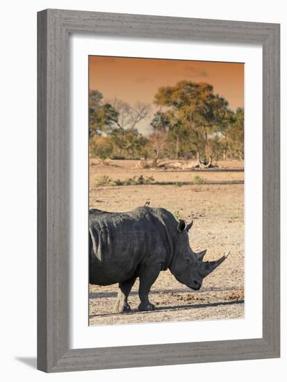 Awesome South Africa Collection - Black Rhinoceros and Savanna Landscape at Sunset I-Philippe Hugonnard-Framed Photographic Print