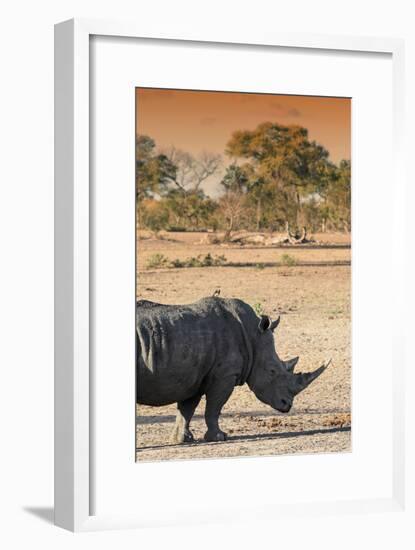 Awesome South Africa Collection - Black Rhinoceros and Savanna Landscape at Sunset I-Philippe Hugonnard-Framed Photographic Print