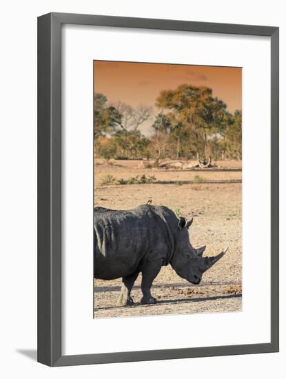 Awesome South Africa Collection - Black Rhinoceros and Savanna Landscape at Sunset I-Philippe Hugonnard-Framed Photographic Print