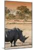 Awesome South Africa Collection - Black Rhinoceros and Savanna Landscape at Sunset I-Philippe Hugonnard-Mounted Photographic Print