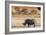 Awesome South Africa Collection - Black Rhinoceros and Savanna Landscape at Sunset-Philippe Hugonnard-Framed Photographic Print