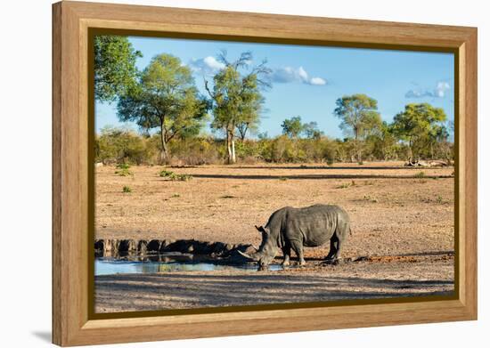 Awesome South Africa Collection - Black Rhinoceros and Savanna Landscape-Philippe Hugonnard-Framed Premier Image Canvas