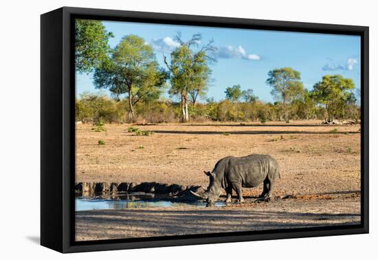 Awesome South Africa Collection - Black Rhinoceros and Savanna Landscape-Philippe Hugonnard-Framed Premier Image Canvas