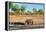 Awesome South Africa Collection - Black Rhinoceros and Savanna Landscape-Philippe Hugonnard-Framed Premier Image Canvas