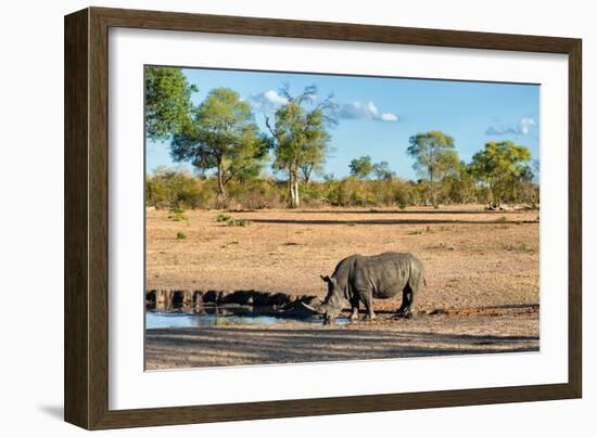 Awesome South Africa Collection - Black Rhinoceros and Savanna Landscape-Philippe Hugonnard-Framed Photographic Print