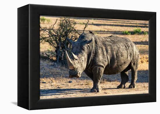 Awesome South Africa Collection - Black Rhinoceros I-Philippe Hugonnard-Framed Premier Image Canvas