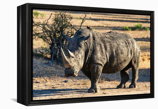 Awesome South Africa Collection - Black Rhinoceros I-Philippe Hugonnard-Framed Premier Image Canvas