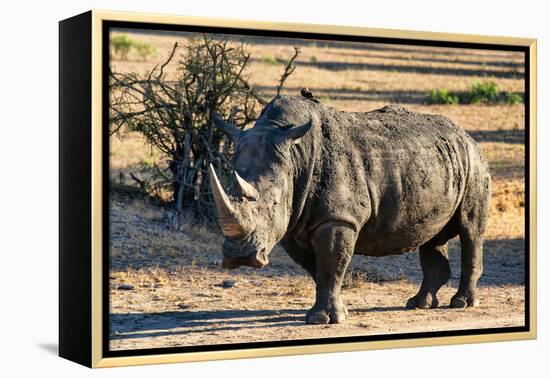 Awesome South Africa Collection - Black Rhinoceros I-Philippe Hugonnard-Framed Premier Image Canvas