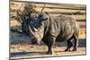 Awesome South Africa Collection - Black Rhinoceros I-Philippe Hugonnard-Mounted Photographic Print