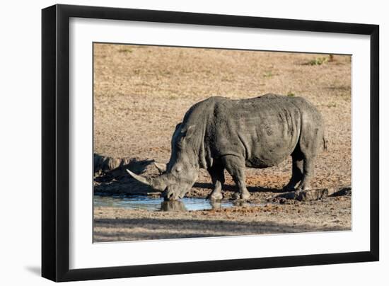 Awesome South Africa Collection - Black Rhinoceros II-Philippe Hugonnard-Framed Photographic Print