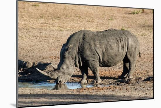 Awesome South Africa Collection - Black Rhinoceros II-Philippe Hugonnard-Mounted Photographic Print