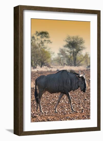 Awesome South Africa Collection - Blue Wildebeest at Sunset I-Philippe Hugonnard-Framed Photographic Print
