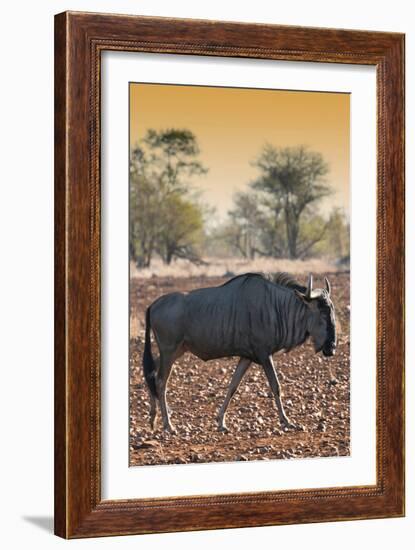 Awesome South Africa Collection - Blue Wildebeest at Sunset I-Philippe Hugonnard-Framed Photographic Print