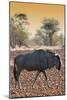 Awesome South Africa Collection - Blue Wildebeest at Sunset I-Philippe Hugonnard-Mounted Photographic Print