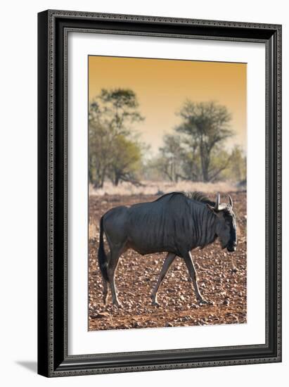 Awesome South Africa Collection - Blue Wildebeest at Sunset I-Philippe Hugonnard-Framed Photographic Print