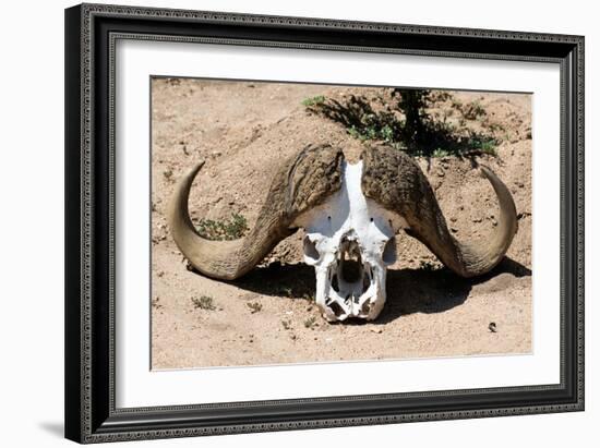 Awesome South Africa Collection - Buffalo Bone-Philippe Hugonnard-Framed Photographic Print