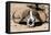 Awesome South Africa Collection - Buffalo Bone-Philippe Hugonnard-Framed Premier Image Canvas