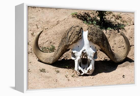Awesome South Africa Collection - Buffalo Bone-Philippe Hugonnard-Framed Premier Image Canvas