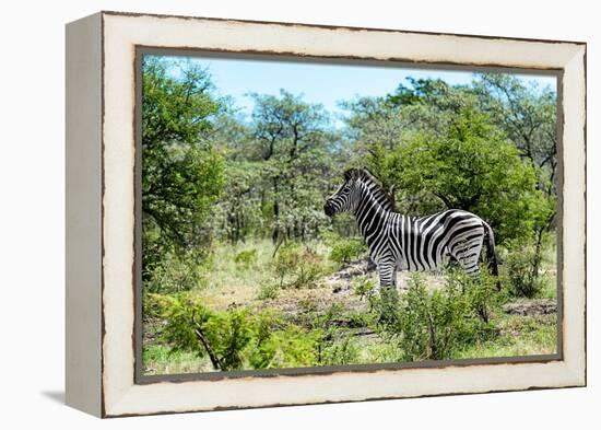 Awesome South Africa Collection - Burchell's Zebra IV-Philippe Hugonnard-Framed Premier Image Canvas