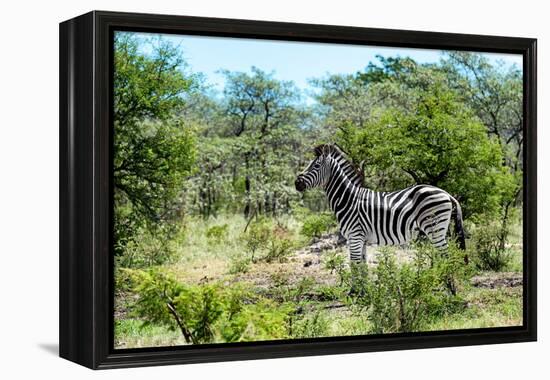 Awesome South Africa Collection - Burchell's Zebra IV-Philippe Hugonnard-Framed Premier Image Canvas