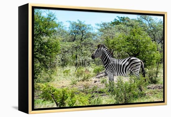 Awesome South Africa Collection - Burchell's Zebra IV-Philippe Hugonnard-Framed Premier Image Canvas