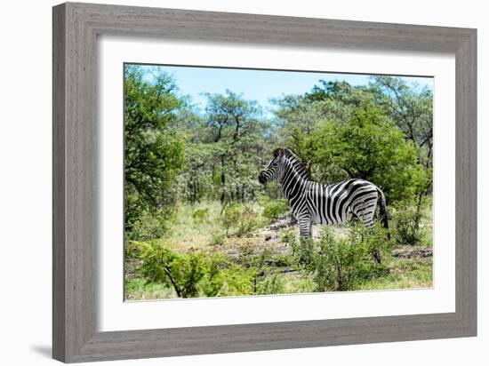 Awesome South Africa Collection - Burchell's Zebra IV-Philippe Hugonnard-Framed Photographic Print