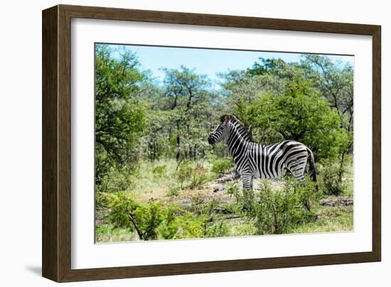 Awesome South Africa Collection - Burchell's Zebra IV-Philippe Hugonnard-Framed Photographic Print