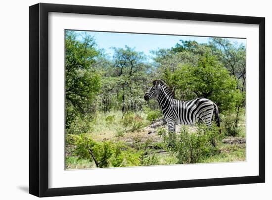Awesome South Africa Collection - Burchell's Zebra IV-Philippe Hugonnard-Framed Photographic Print