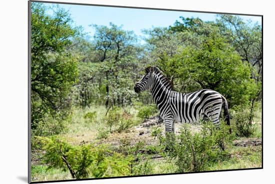 Awesome South Africa Collection - Burchell's Zebra IV-Philippe Hugonnard-Mounted Photographic Print