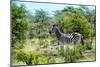 Awesome South Africa Collection - Burchell's Zebra IV-Philippe Hugonnard-Mounted Photographic Print