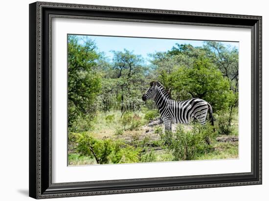 Awesome South Africa Collection - Burchell's Zebra IV-Philippe Hugonnard-Framed Photographic Print