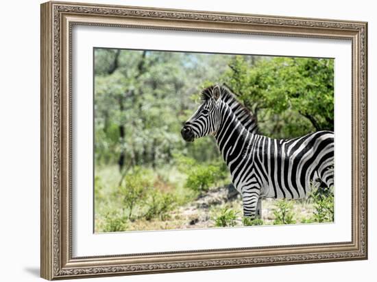 Awesome South Africa Collection - Burchell's Zebra VIII-Philippe Hugonnard-Framed Photographic Print