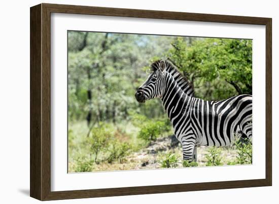 Awesome South Africa Collection - Burchell's Zebra VIII-Philippe Hugonnard-Framed Photographic Print