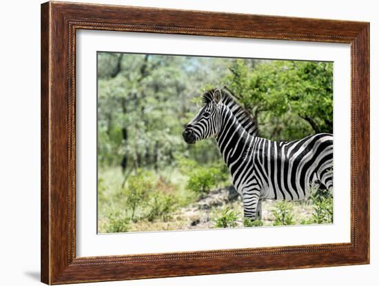 Awesome South Africa Collection - Burchell's Zebra VIII-Philippe Hugonnard-Framed Photographic Print