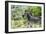 Awesome South Africa Collection - Burchell's Zebra VIII-Philippe Hugonnard-Framed Photographic Print
