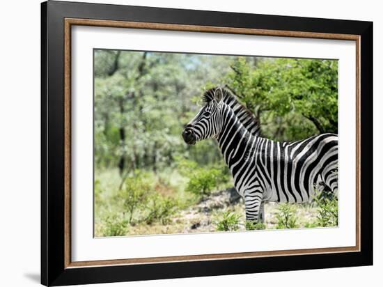 Awesome South Africa Collection - Burchell's Zebra VIII-Philippe Hugonnard-Framed Photographic Print