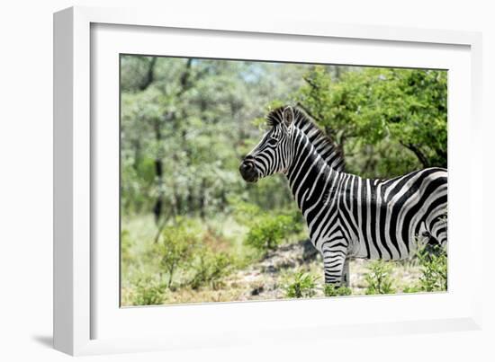 Awesome South Africa Collection - Burchell's Zebra VIII-Philippe Hugonnard-Framed Photographic Print