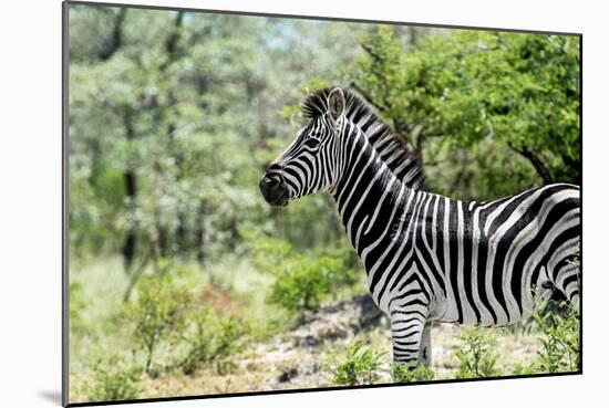 Awesome South Africa Collection - Burchell's Zebra VIII-Philippe Hugonnard-Mounted Photographic Print