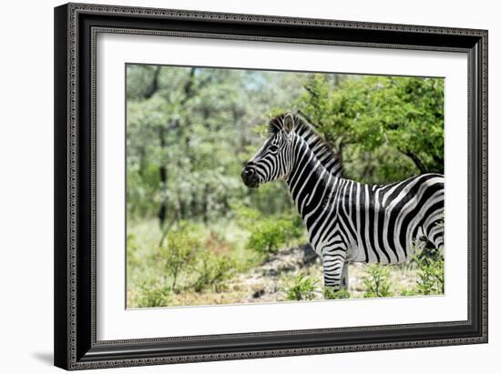 Awesome South Africa Collection - Burchell's Zebra VIII-Philippe Hugonnard-Framed Photographic Print