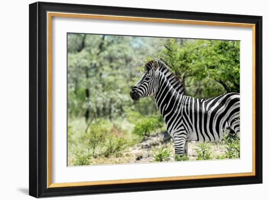 Awesome South Africa Collection - Burchell's Zebra VIII-Philippe Hugonnard-Framed Photographic Print