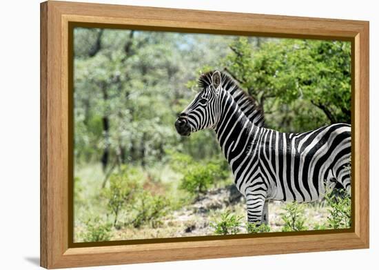 Awesome South Africa Collection - Burchell's Zebra VIII-Philippe Hugonnard-Framed Premier Image Canvas