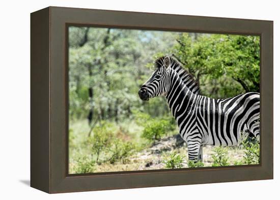 Awesome South Africa Collection - Burchell's Zebra VIII-Philippe Hugonnard-Framed Premier Image Canvas