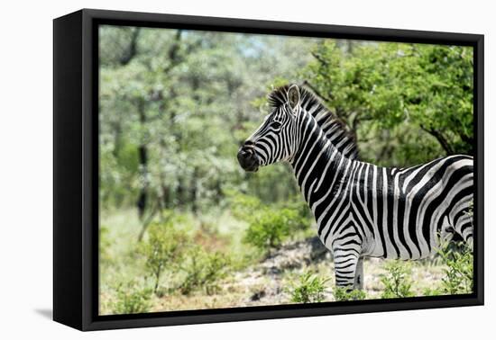 Awesome South Africa Collection - Burchell's Zebra VIII-Philippe Hugonnard-Framed Premier Image Canvas