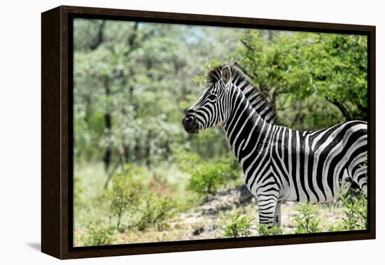 Awesome South Africa Collection - Burchell's Zebra VIII-Philippe Hugonnard-Framed Premier Image Canvas