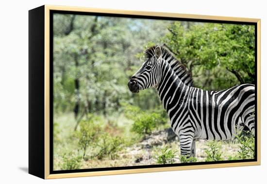 Awesome South Africa Collection - Burchell's Zebra VIII-Philippe Hugonnard-Framed Premier Image Canvas