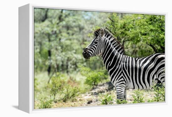 Awesome South Africa Collection - Burchell's Zebra VIII-Philippe Hugonnard-Framed Premier Image Canvas